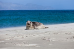 image of seal on beach